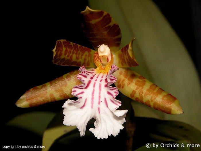 Helcia_sanguinolenta