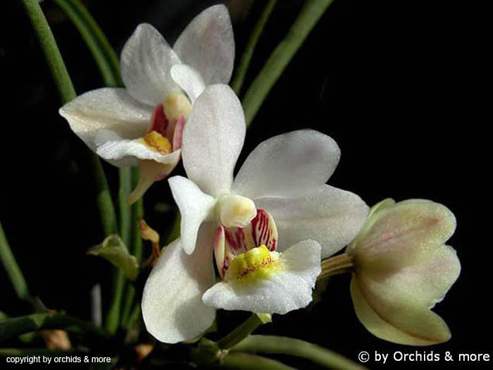 Holcoglossum_flavescens