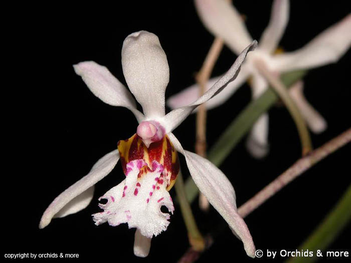 Holcoglossum_wangii2