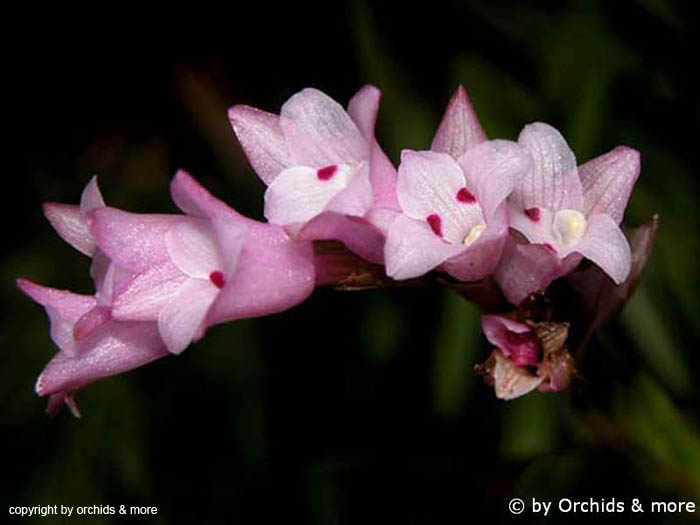 Isochilus_linearis