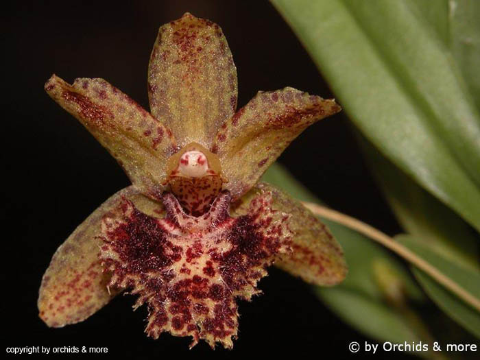 Kefersteinia_sanguinolenta