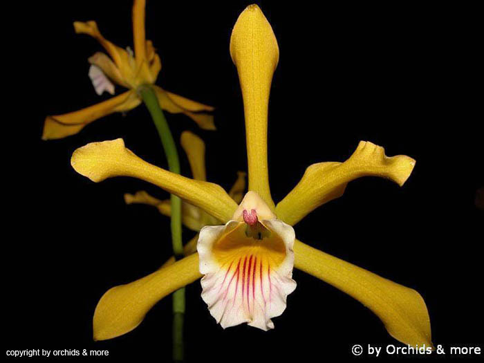 Laelia_xanthina