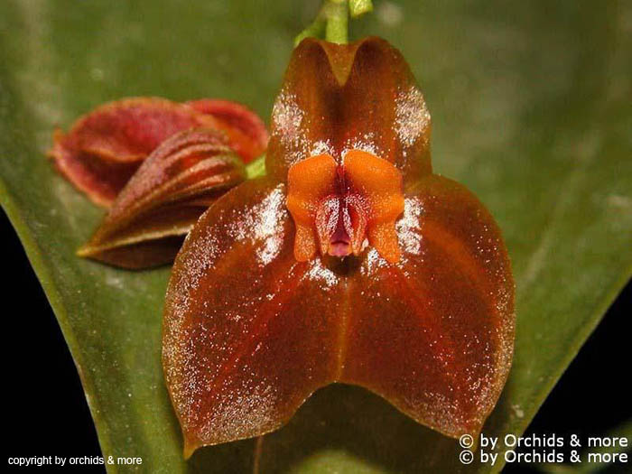 Lepanthes_adrianae