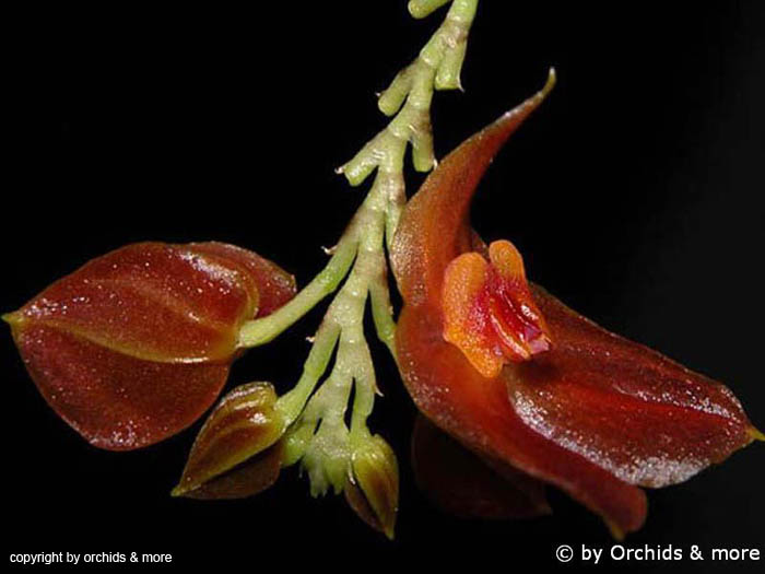 Lepanthes_cordeliae