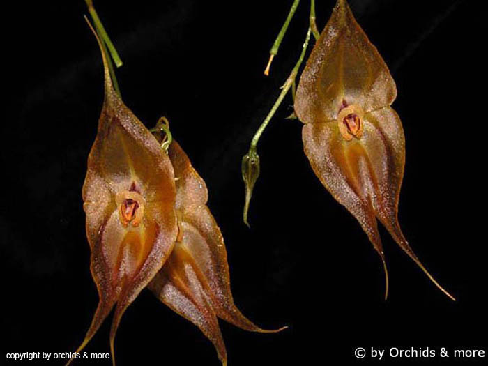 Lepanthes_dalessandroi