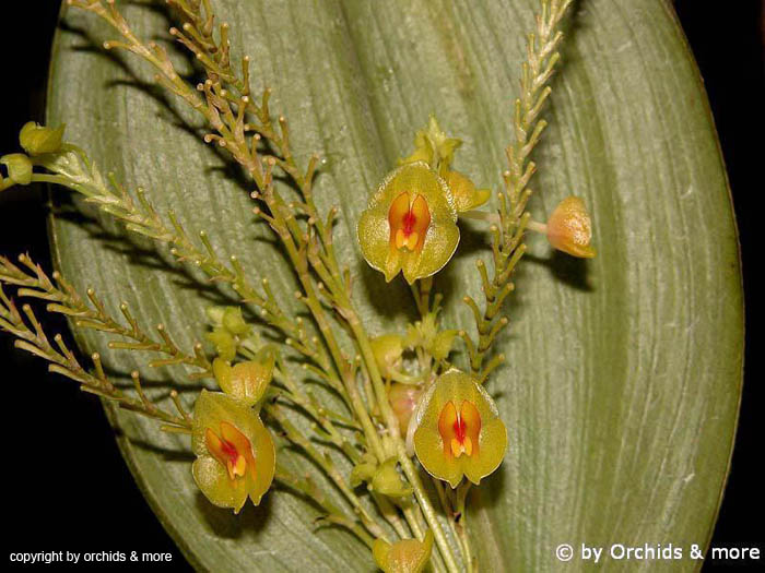 Lepanthes_gargantua