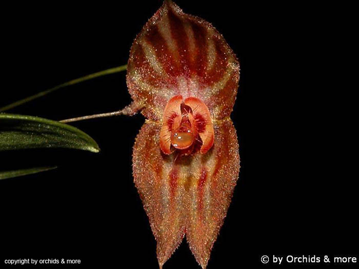 Lepanthes_mulleriana
