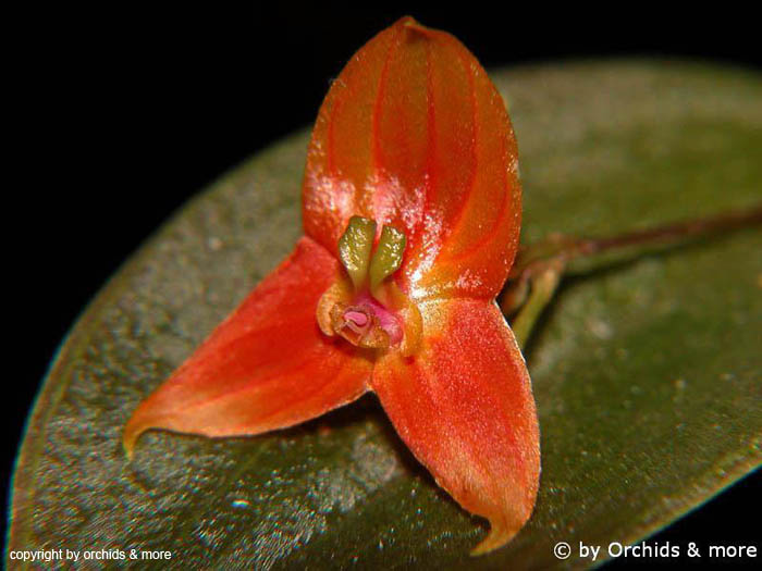 Lepanthes_niesseniae