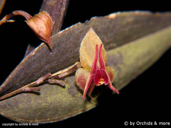 Lepanthes_papyrophylla