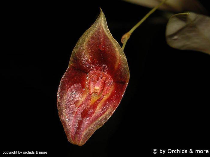 Lepanthes_spec