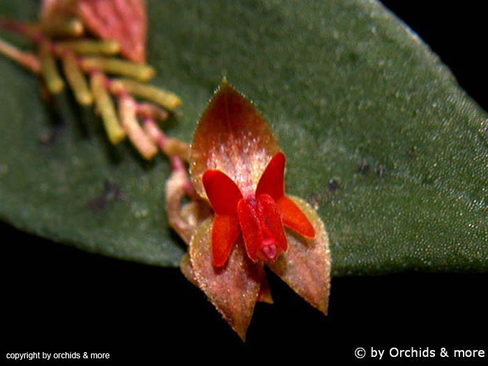 Lepanthes_spec7