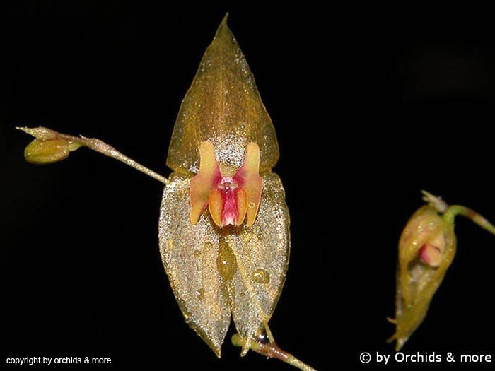 Lepanthes_tamaensis