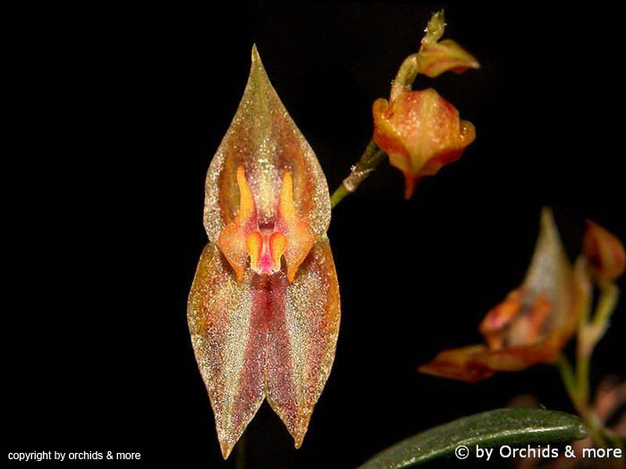Lepanthes_tomaensis