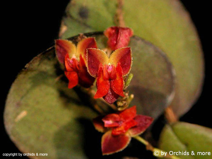 Lepanthes_tracheia