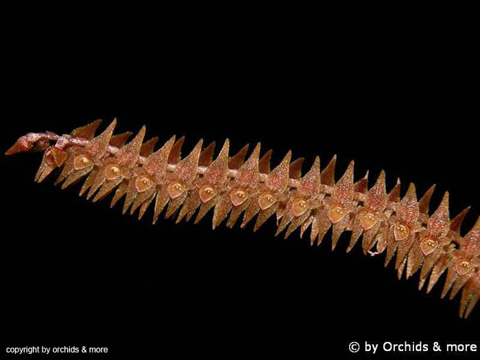 Lepanthopsis_vinacea
