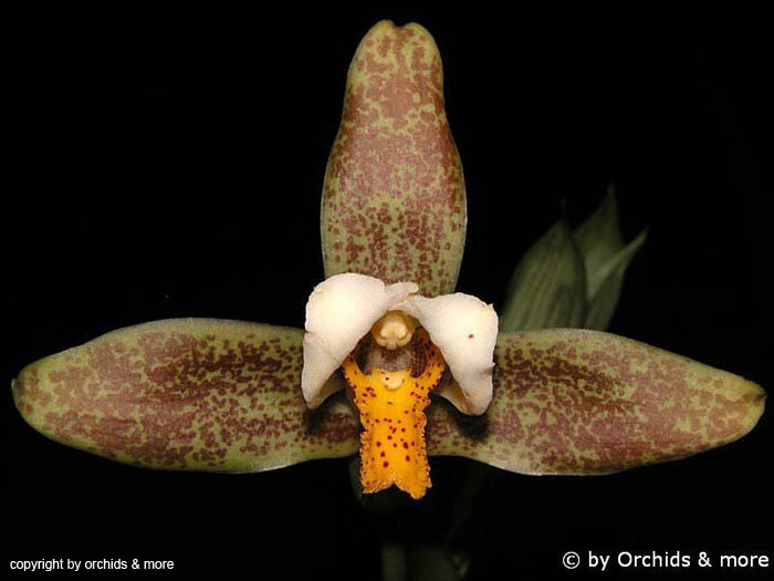 Lycaste_deppei