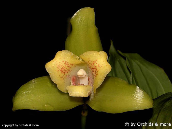 Lycaste_xanthocheila