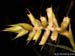 Elleanthus_longibracteatus
