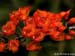 Elleanthus_oliganthus