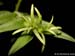 Epidendrum_syphonosepalum