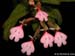 Habenaria