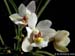 Holcoglossum_flavescens