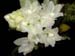 Hymenorchis _avanica