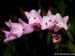 Isochilus_linearis