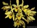 Laelia_aurata