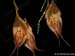 Lepanthes_dalessandroi