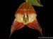 Lepanthes_felis