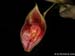 Lepanthes_spec