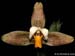 Lycaste_deppei