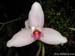 Lycaste_skinneri