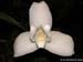 Lycaste_skinneri_alba