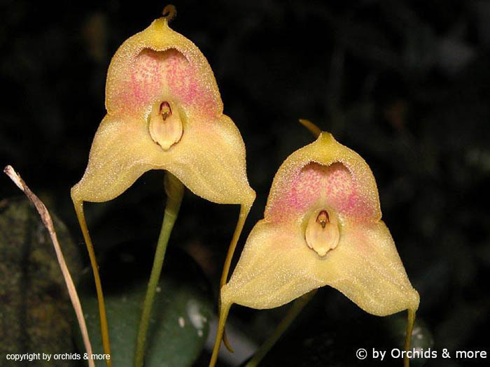 Masdevallia_asterotricha2