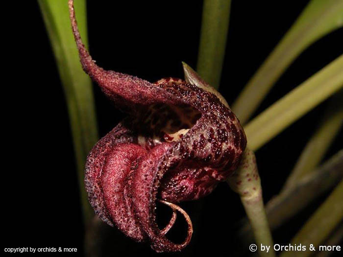 Masdevallia_cerastes