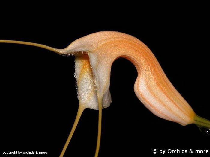 Masdevallia_constricta