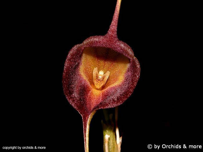Masdevallia_echo