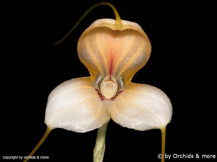 Masdevallia_xanthina
