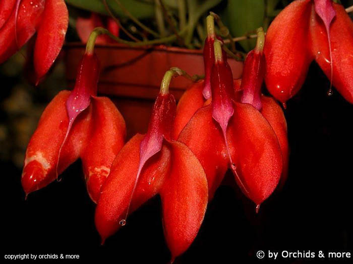 Masevallia_deformis