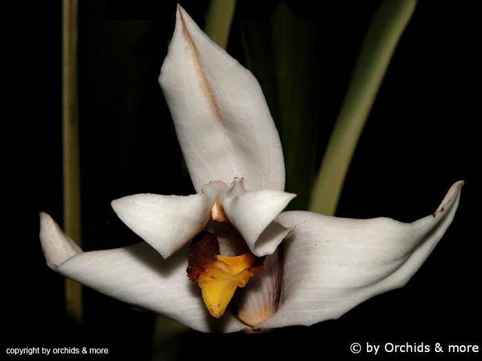 Maxillaria_grandiflora