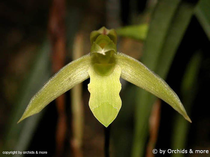 Maxillaria_matthewsii