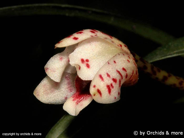 Maxillaria_ponerantha