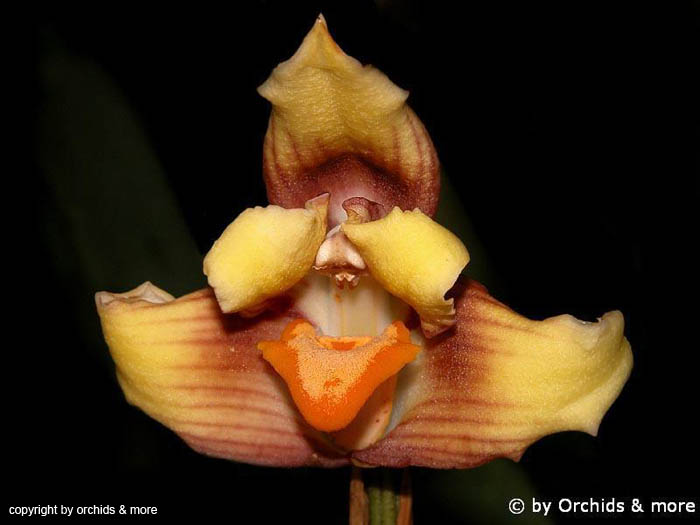 Maxillaria_turkeliae
