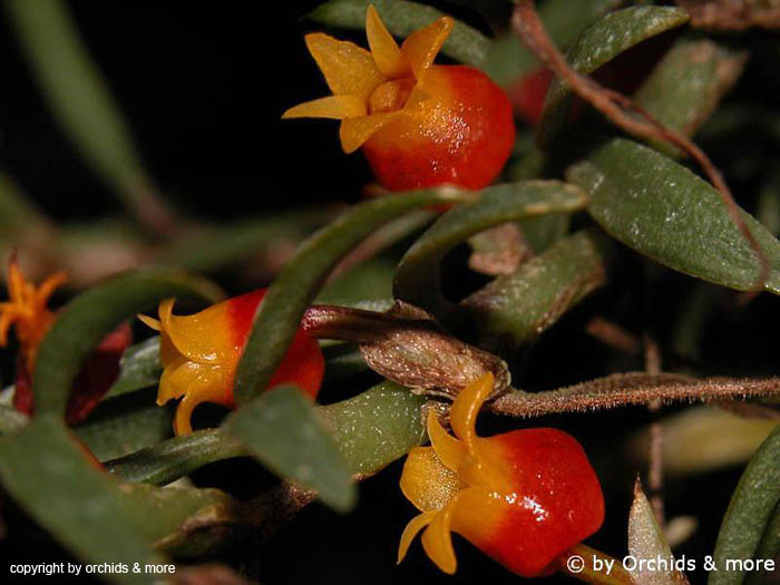 Mediocalcar_decoratum