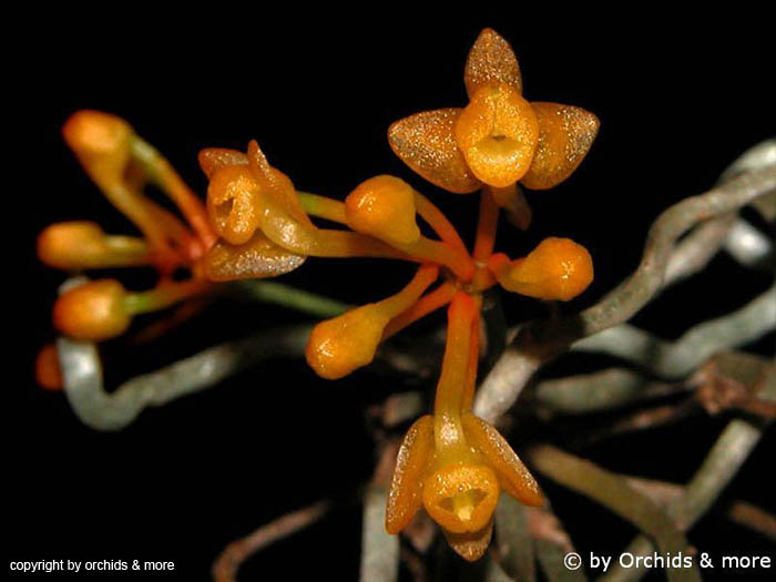 Microcoelia_gilpinae