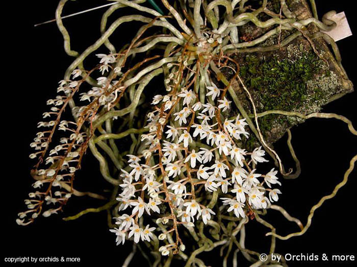 Microcoelia_stoltzii2