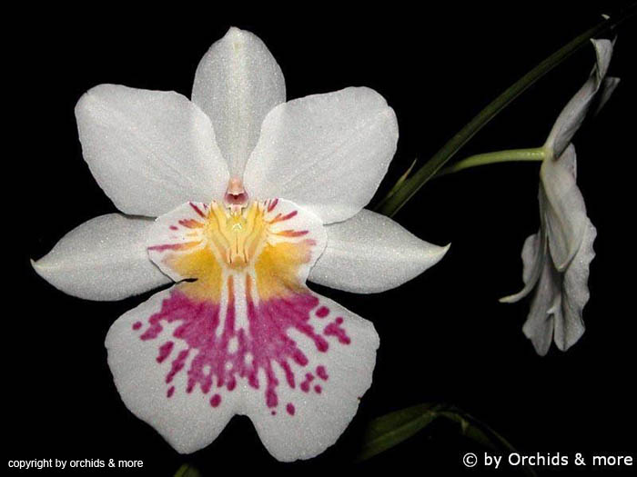 Miltonia_phalaenopsis