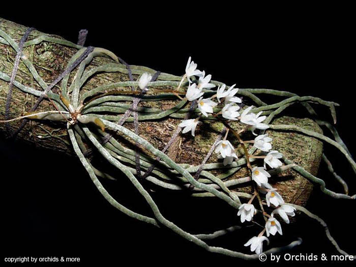 Mmicrocoelia_stoltzii